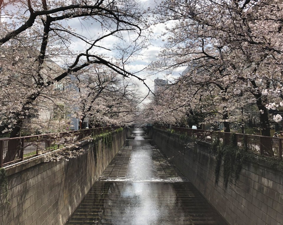 見頃は週末！？の画像
